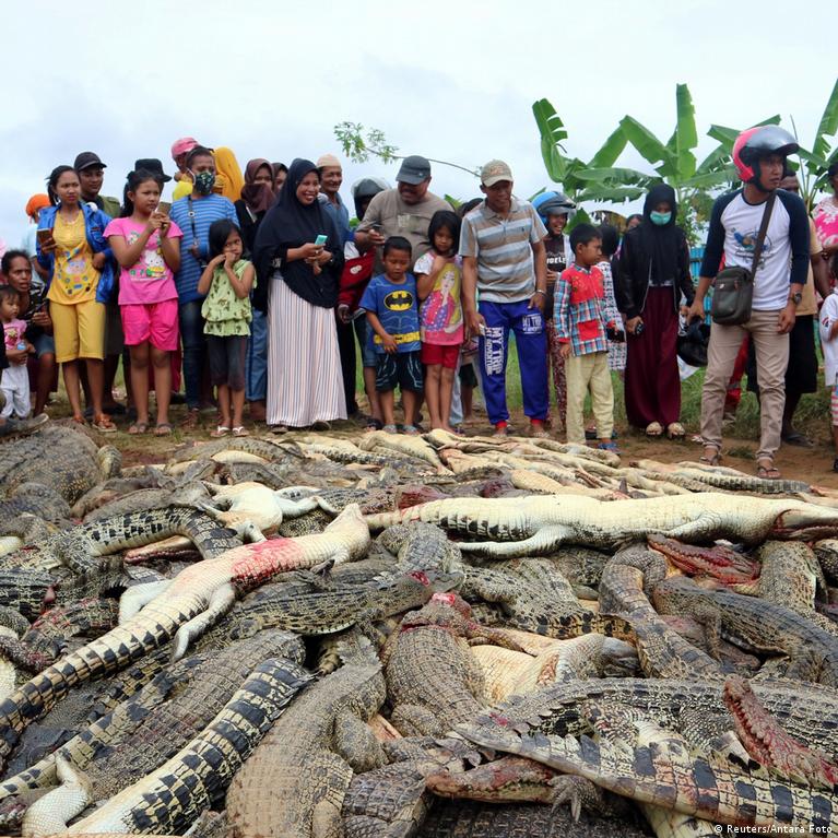 Hundreds of crocodiles killed for 'revenge' – DW – 07/16/2018