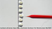 Kommentar: Genversuche am Menschen stoppen! 