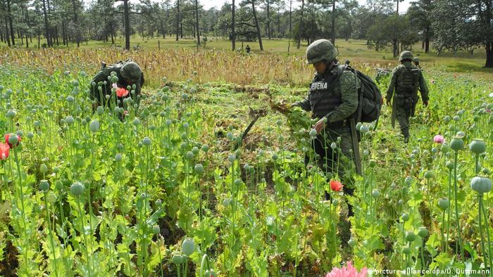 Soldiers in an illegal opium poppy field in Mexico
