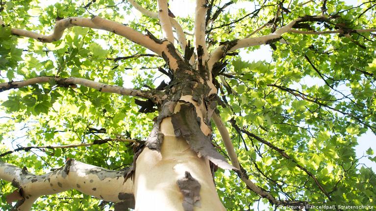 Дерево бесстыдница — как называется