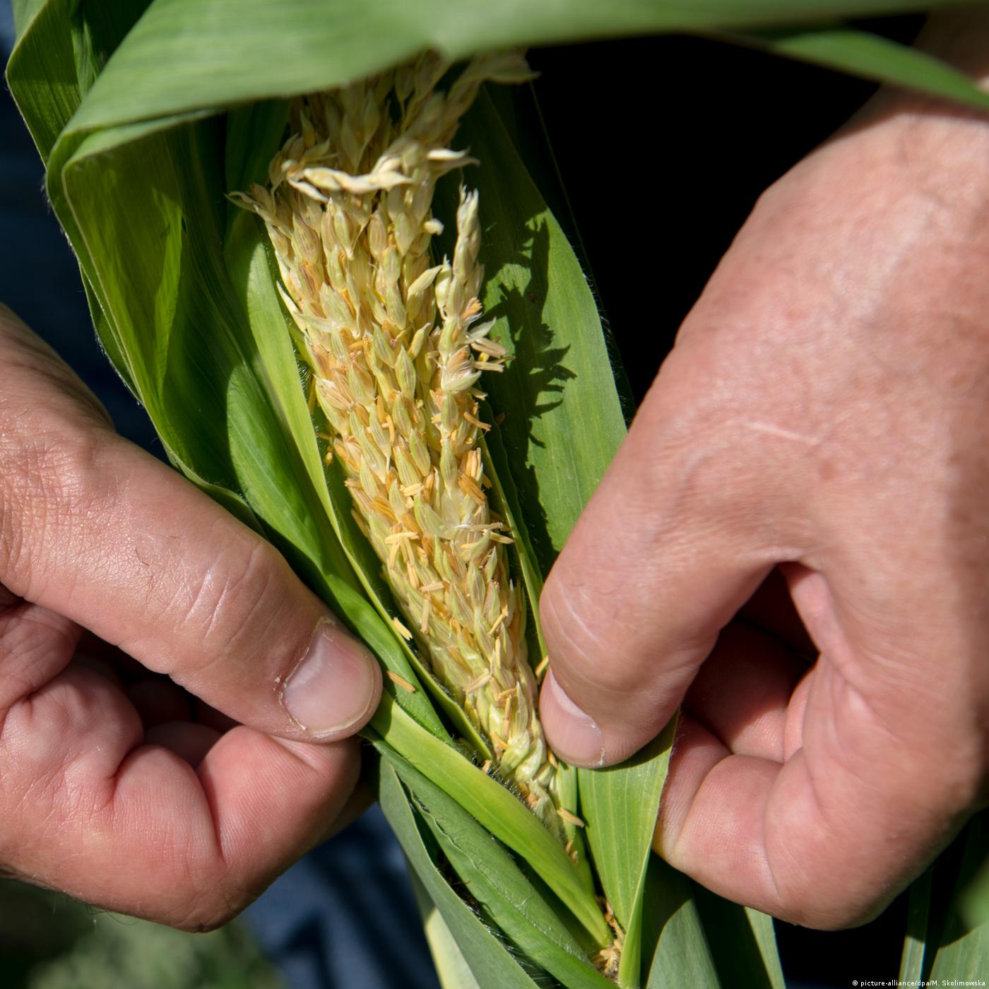 Living Planet: Drought grips farmers