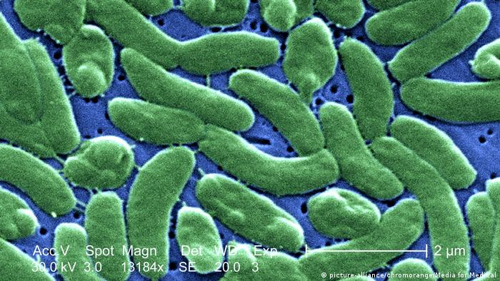Vibrio vulnificus, a variant of the bacteria that causes cholera, can lead to serious illness, requiring intensive care, limb amputation and can even prove fatal.