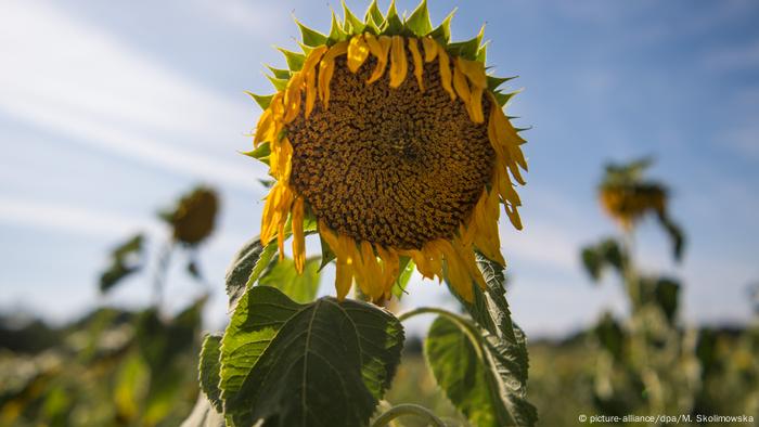 Girasol marchito