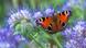 Peacock butterfly on blooms Peacock butterfly on blooms