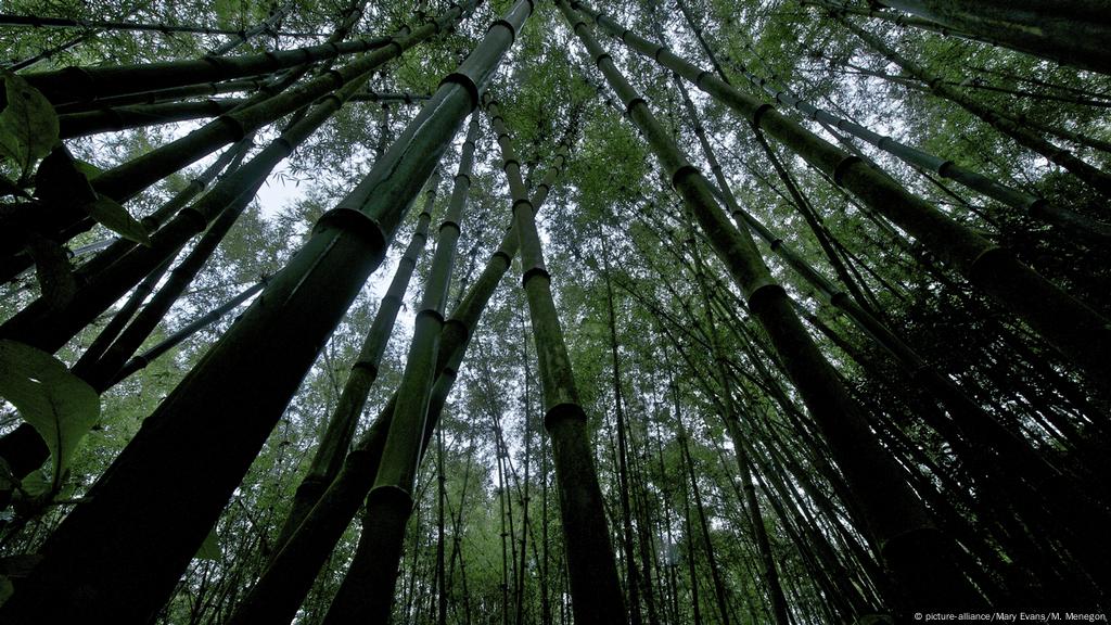 Llamado de auxilio desde el bosque: los pulmones verdes de la Tierra  desaparecen | Proteccion del medioambiente | DW | 31.07.2018