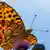 BG Sommerhitze | Schmetterling auf Nahrungssuche