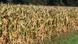 Dry field of corn Dry field of corn