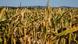 Deutschland - Ernteausfall wegen Trockenheit Deutschland - Ernteausfall wegen Trockenheit