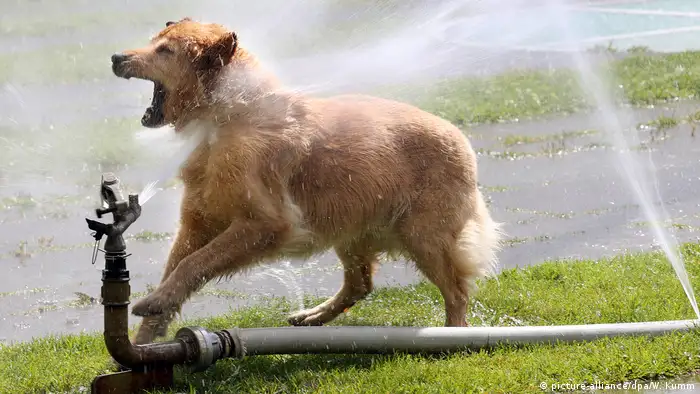 A dog with a water pipe
