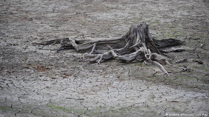 Ein vertrockneter Baumstumpf auf ausgedorrtem, rissigen Boden im Harz