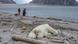 "Se le acercó a alguien que había pagado por acercársele, y lo mataron". Svalbard, Noruega "Se le acercó a alguien que había pagado por acercársele, y lo mataron". Svalbard, Noruega