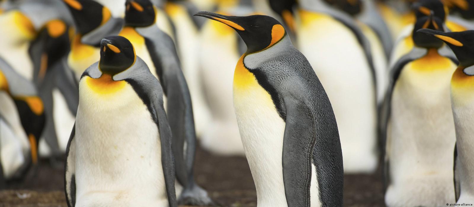 最大帝企鹅种群减少近90％