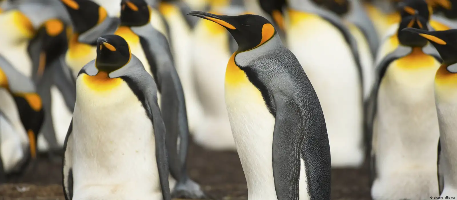 最大帝企鹅种群减少近90％