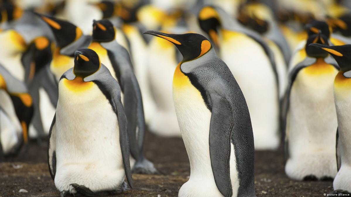 最大帝企鹅种群减少近90％