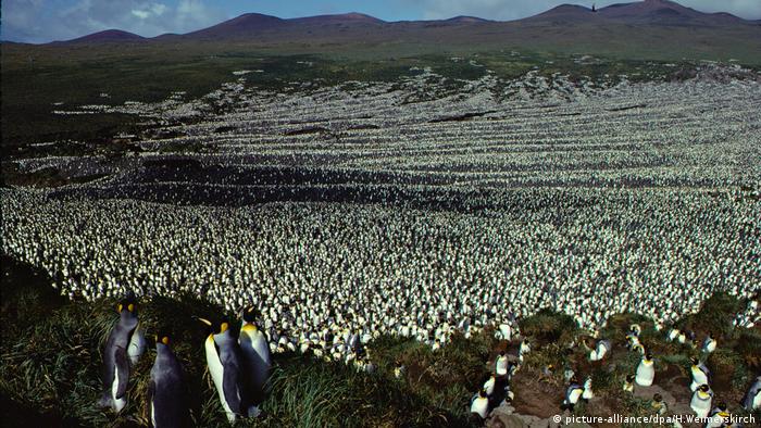 Pinguinkolonie auf Ile aux Cochons