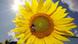 Подсолнух Подсолнух