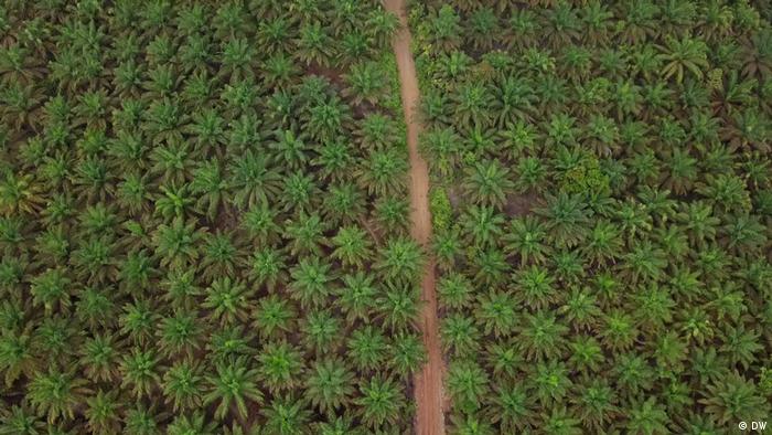 A palm oil plantation