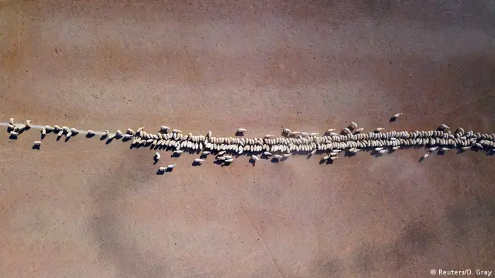 Sheeps eat grain dropped in a drought-effected paddock (Reuters/D. Gray)