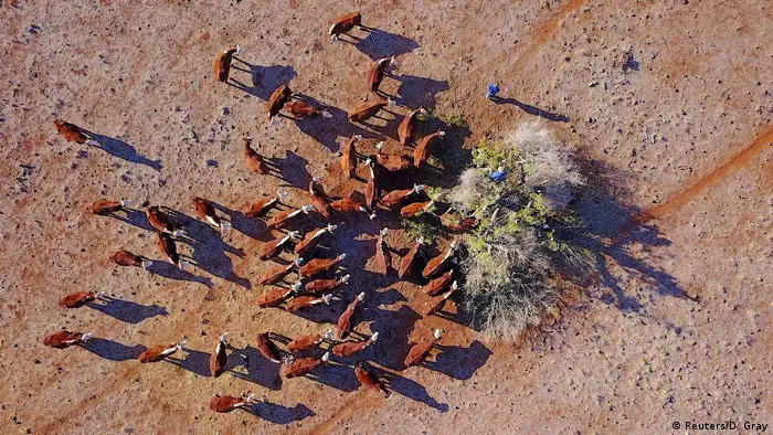 Farmer cuts off branches to feed his cattle in a drought-effected paddock (Reuters/D. Gray)