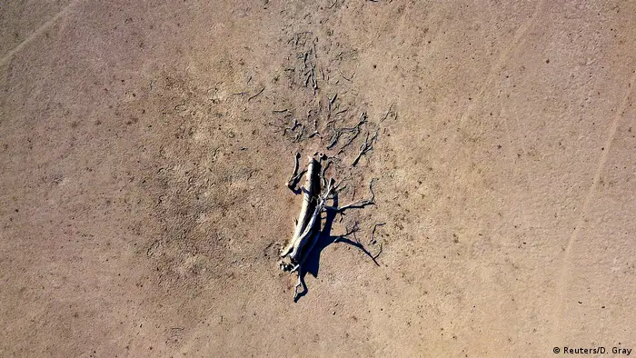 A dead tree lies in a drought-effected paddock (Reuters/D. Gray)