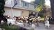 Goats in front of a house in Boise Goats in front of a house in Boise