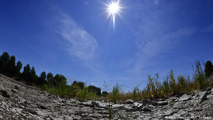 A plant is pictured at the dried out riverbank of Elbe in Magdeburg, eastern Germany
