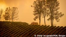 05.08.2018 +++ A fire truck passes a vineyard while battling the Ranch Fire, part of the Mendocino Complex Fire, near Clearlake Oaks, California, on August 5, 2018. - Several thousand people have been evacuated as various fires swept across the state, although some have been given permission in recent days to return to their homes. (Photo by NOAH BERGER / AFP) (Photo credit should read NOAH BERGER/AFP/Getty Images)