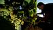 A man harvests grapes in Lörzweiler A man harvests grapes in Lörzweiler