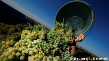 Riesling wine, holding out between pesticides and climate change