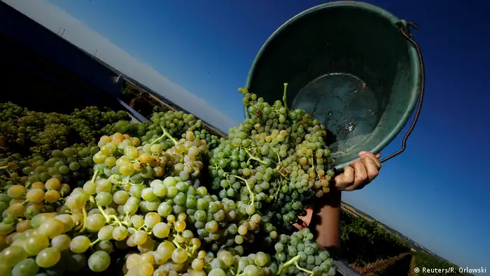 A bucket of grapes is added to a huge pile, against a dusky sky