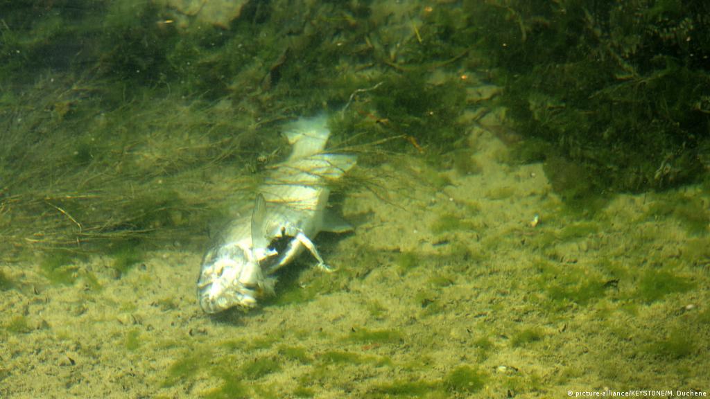 Dying Fish And Drying Rivers Consequences Of Europe S Summer Heat Wave Environment All Topics From Climate Change To Conservation Dw 10 08 2018