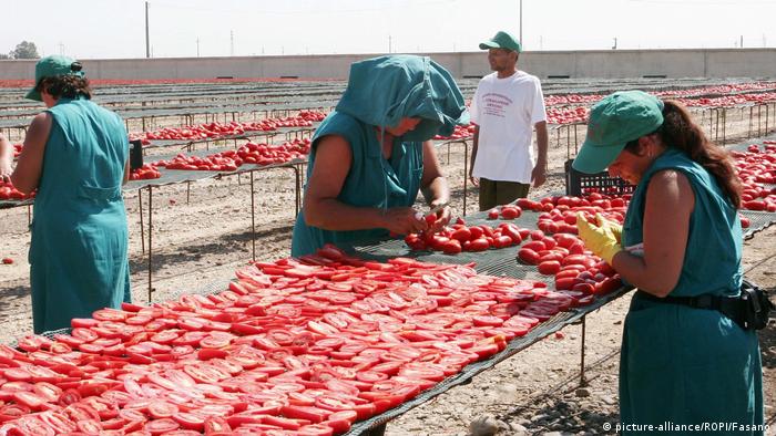 Gli immigrati italiani lavorano nei campi di pomodoro vicino a Foggia ARCHIVIO