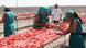 Migrant laborers in the tomato fields of Foggia, Italy Migrant laborers in the tomato fields of Foggia, Italy