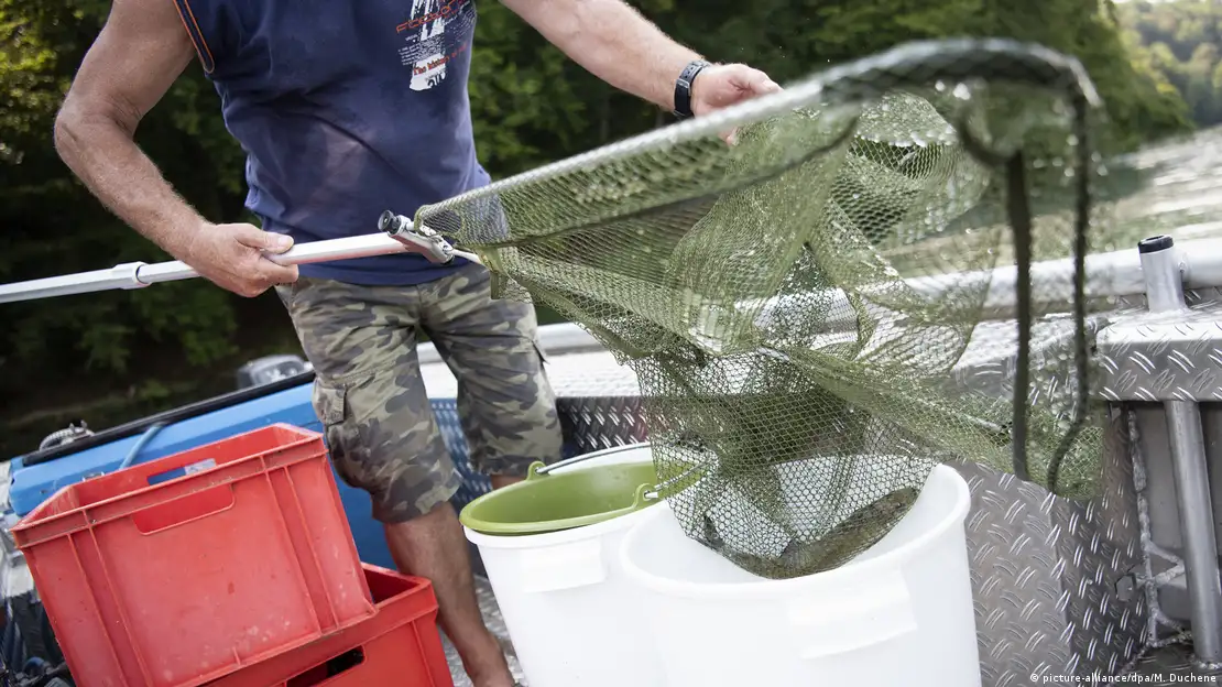 Anglers are praying for rain - after heatwave kills 60 fish at