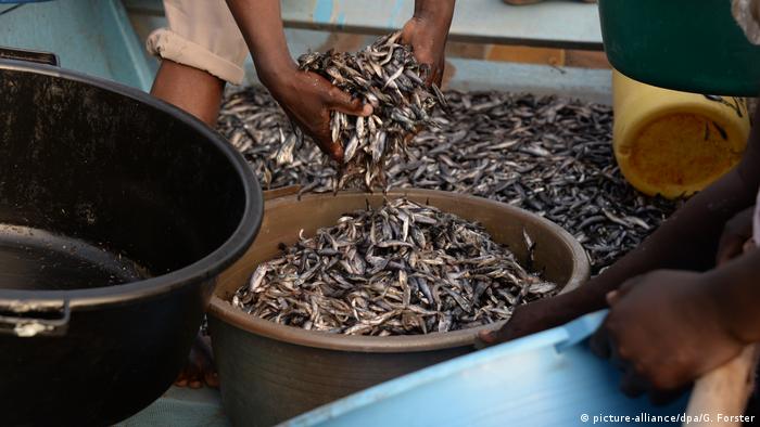 Kenia Sex für Fische (picture-alliance/dpa/G. Forster)