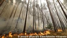 Waldbrände in Potsdam
