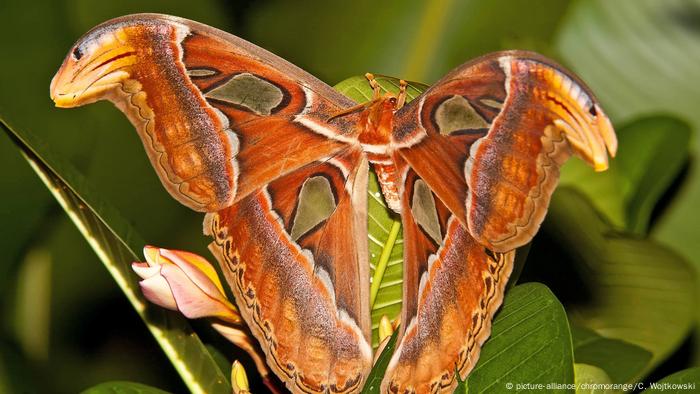 Mariposa Atlas