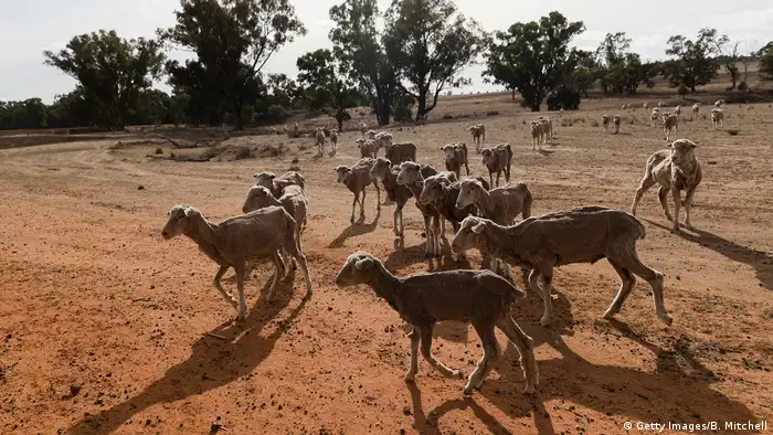 Sheep gather on the barren ground (Getty Images/B. Mitchell)