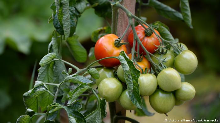 Symbolbild: Tomaten im Garten (picture-alliance/dpa/A. Warnecke)