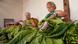 Women workers in Hessen processing tobacco leaves Women workers in Hessen processing tobacco leaves