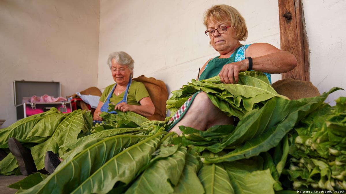 unbelief tobacco ECJ upholds flavored tobacco ban