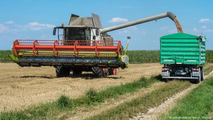 Deutschland Hitzewelle 2018 - Ernteausfälle | Weizenernte in Bayern (picture-alliance/dpa/L. Mirgeler)