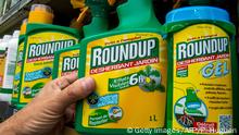 This picture taken on June 15, 2015 shows a bottle of Monsanto's 'Roundup' pesticide in a gardening store in Lille. French Ecology Minister Segolene Royal announced on June 14, 2015 a ban on the sale of American biotechnology giant Monsanto's popular weedkiller from garden centres, which the UN has warned may be carcinogenic. The active ingredient in Roundup, glyphosate, was in March classified as probably carcinogenic to humans by the UN's International Agency for Research on Cancer (IARC). AFP PHOTO / PHILIPPE HUGUEN (Photo by Philippe HUGUEN / AFP) (Photo credit should read PHILIPPE HUGUEN/AFP/Getty Images)