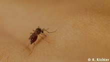 Repuntan los casos de dengue en Nicaragua
