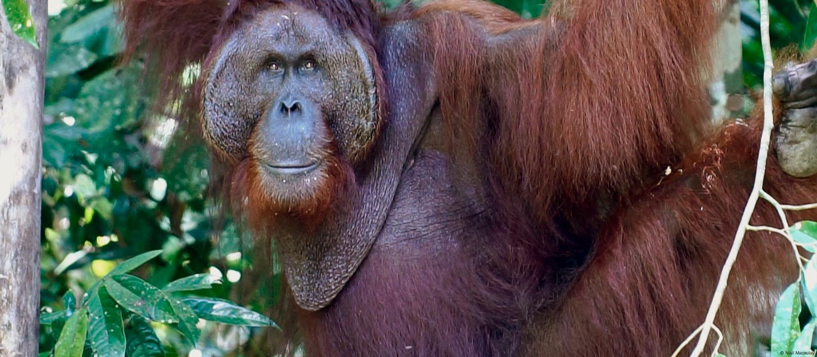 Ensuring survival of Borneo's great apes – DW – 08/16/2018