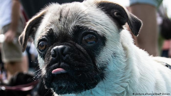 A cute pug with wet whiskers ponders life.