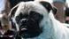 A pug stands at the 9th International Pug Meeting A pug stands at the 9th International Pug Meeting
