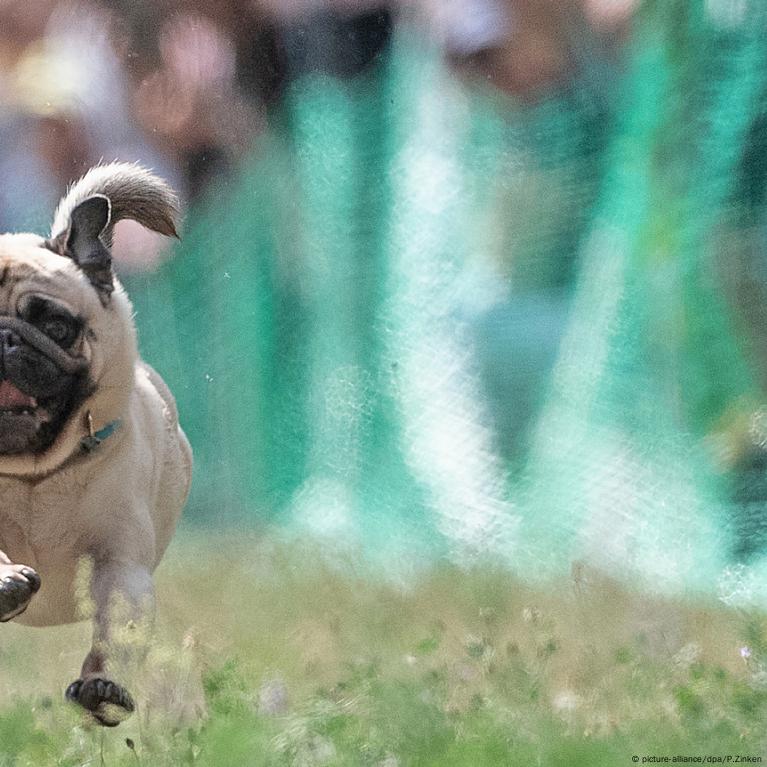 can pugs run