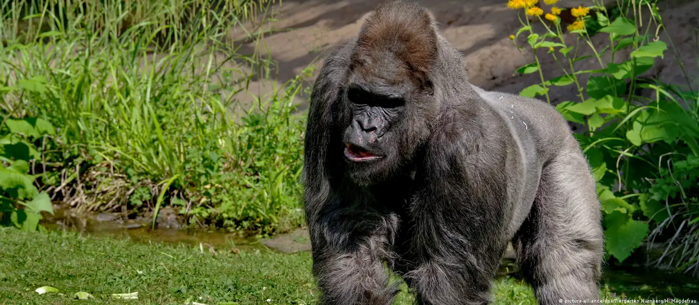 One of Europe's oldest gorillas dies in Germany