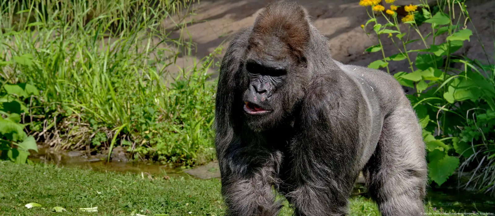 Muenster, Germany. 08th Dec, 2016. Female gorilla Changa Maidi